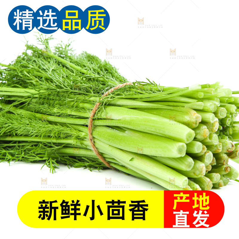白底上放着小茴香