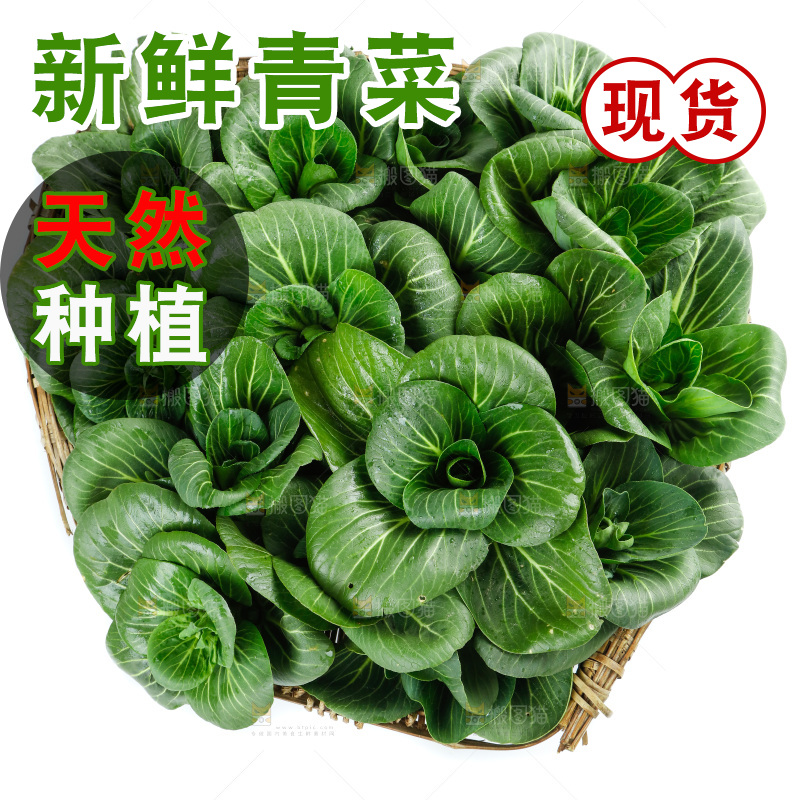 白底上的绿叶菜