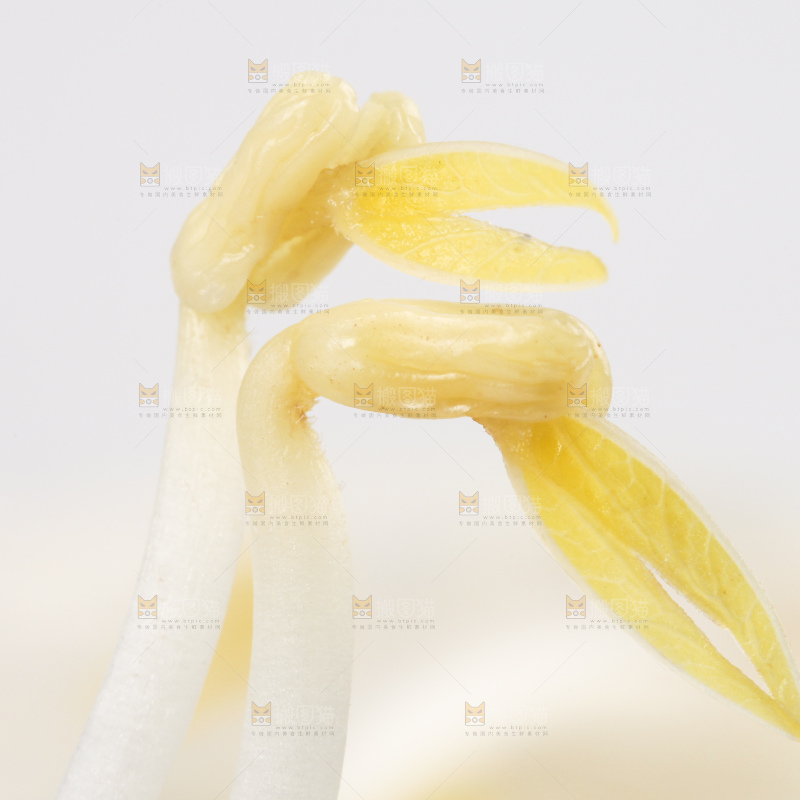 盘子里装着绿豆芽
