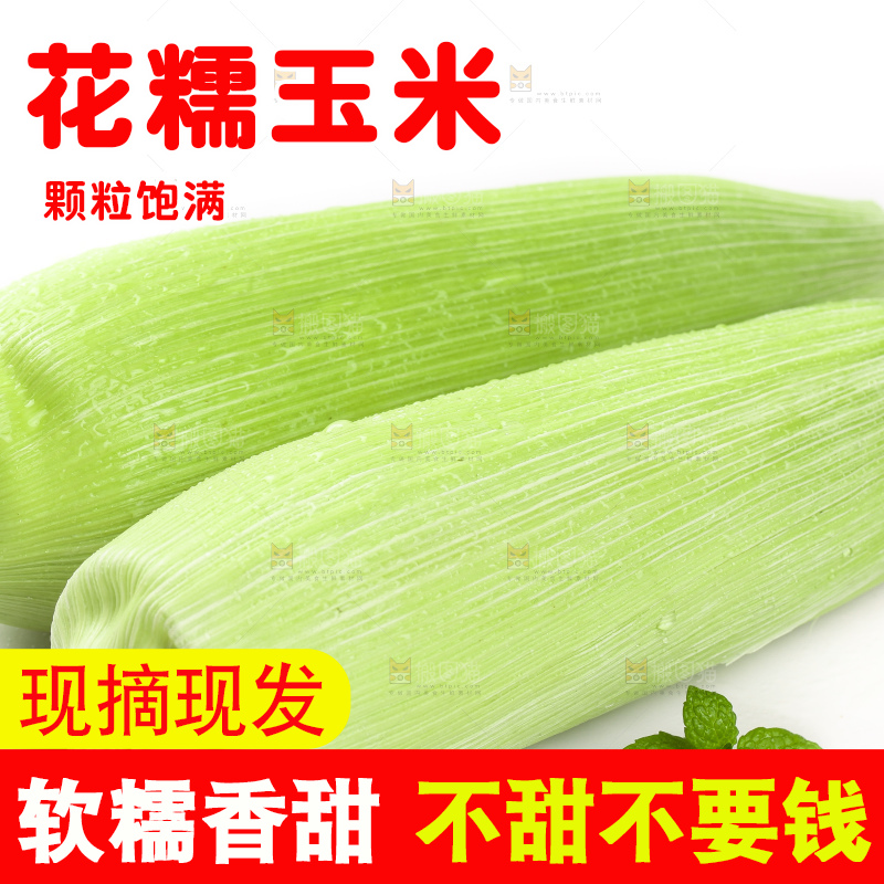 白底上的玉米
