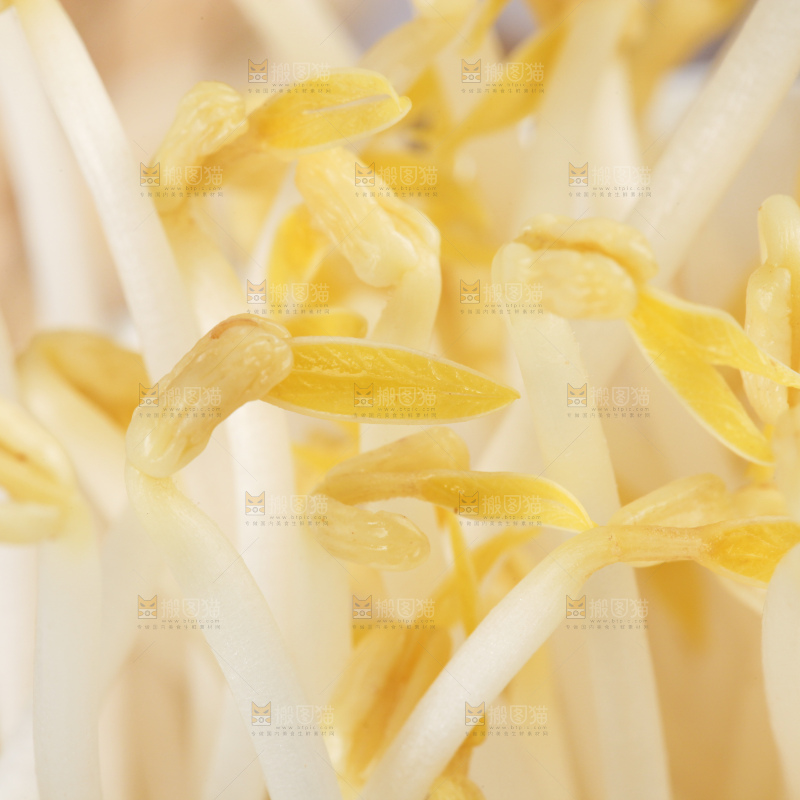 木板上的嫩豆芽