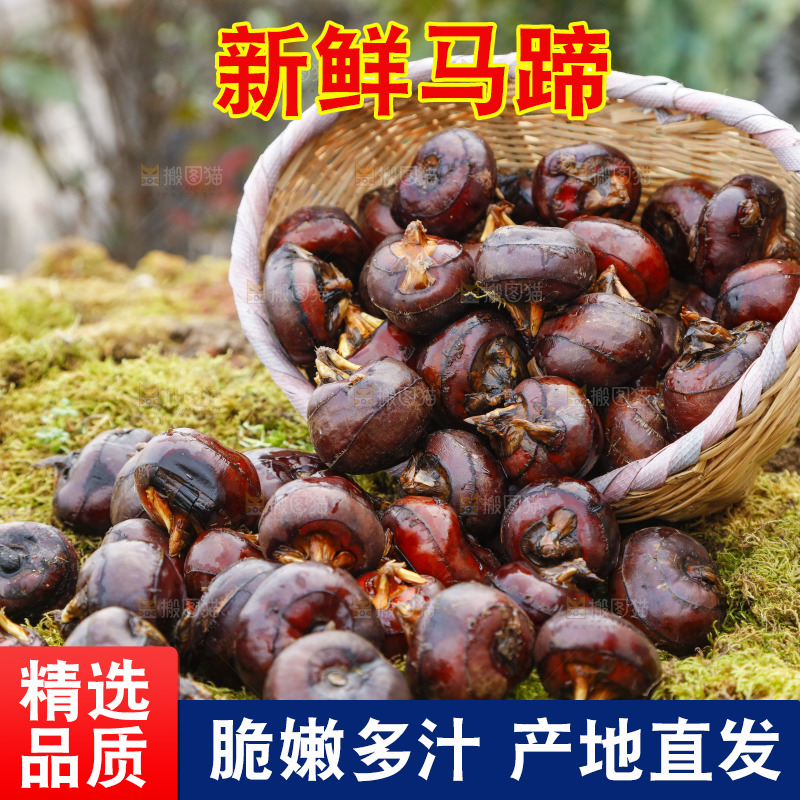 篮子里装着广西马蹄
