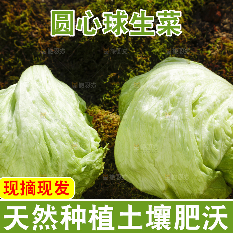 草地上放着球形生菜