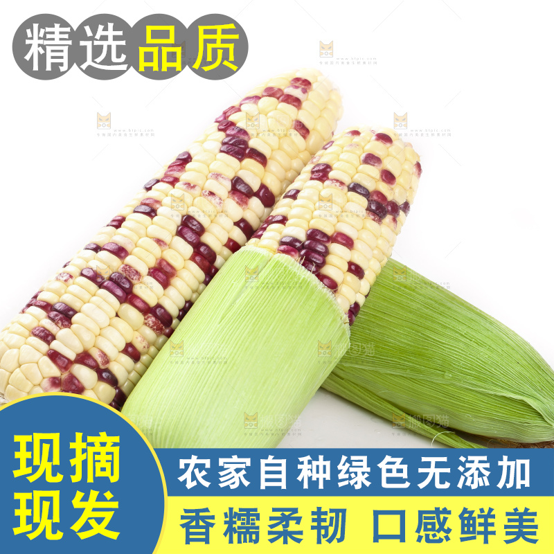 白底上的玉米