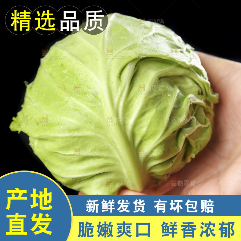 手里拿着洋白菜