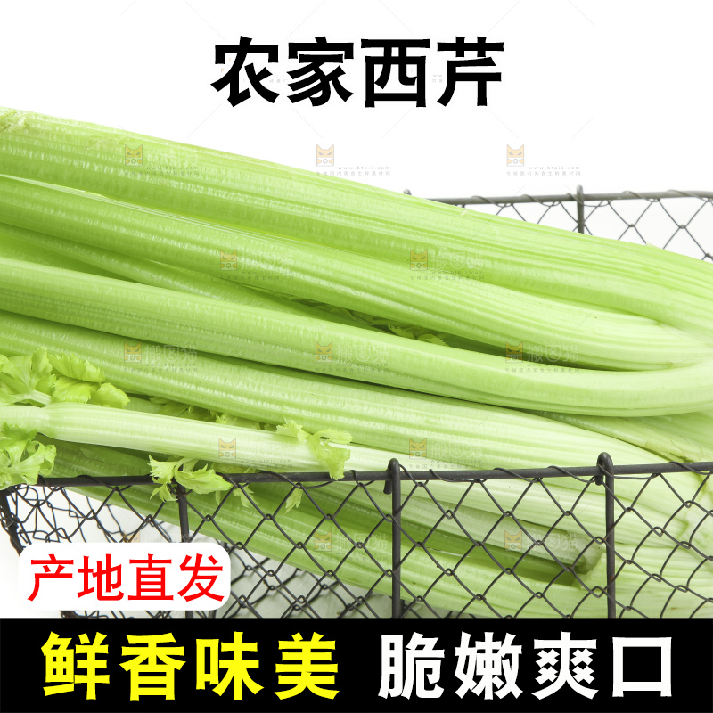 白底上的山东西芹