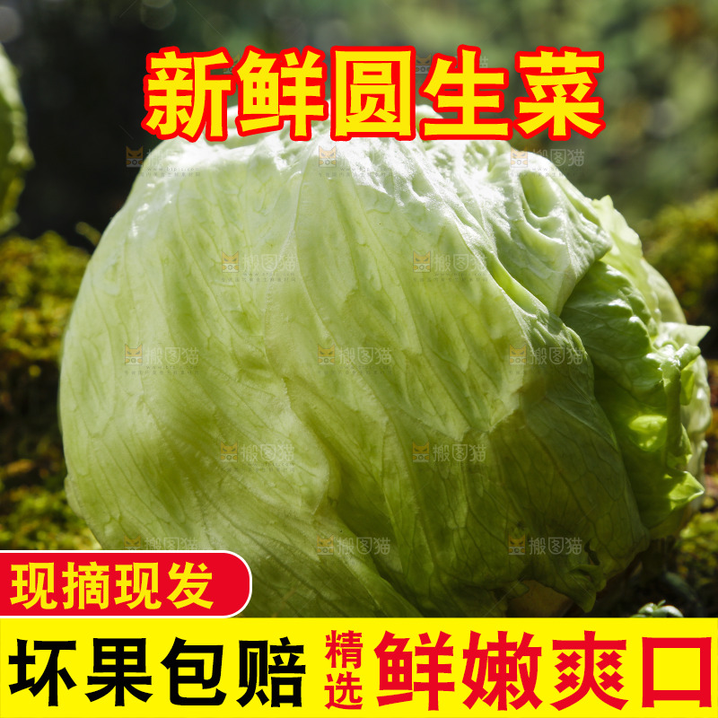 草地上放着球形生菜