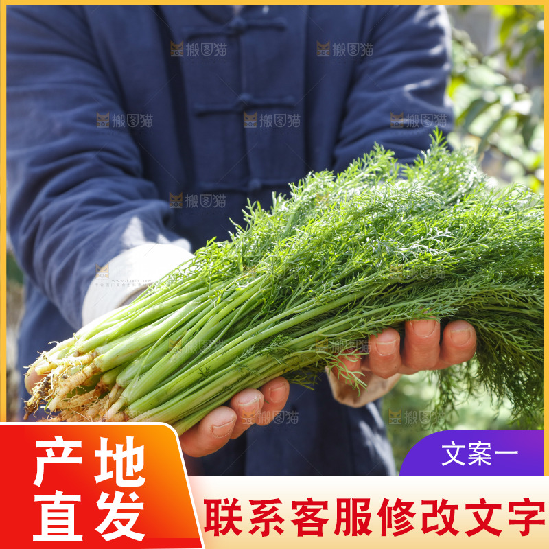 手里拿着小茴香