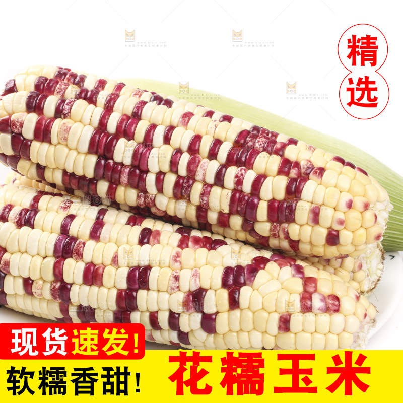 白底上放着一盘糯玉米