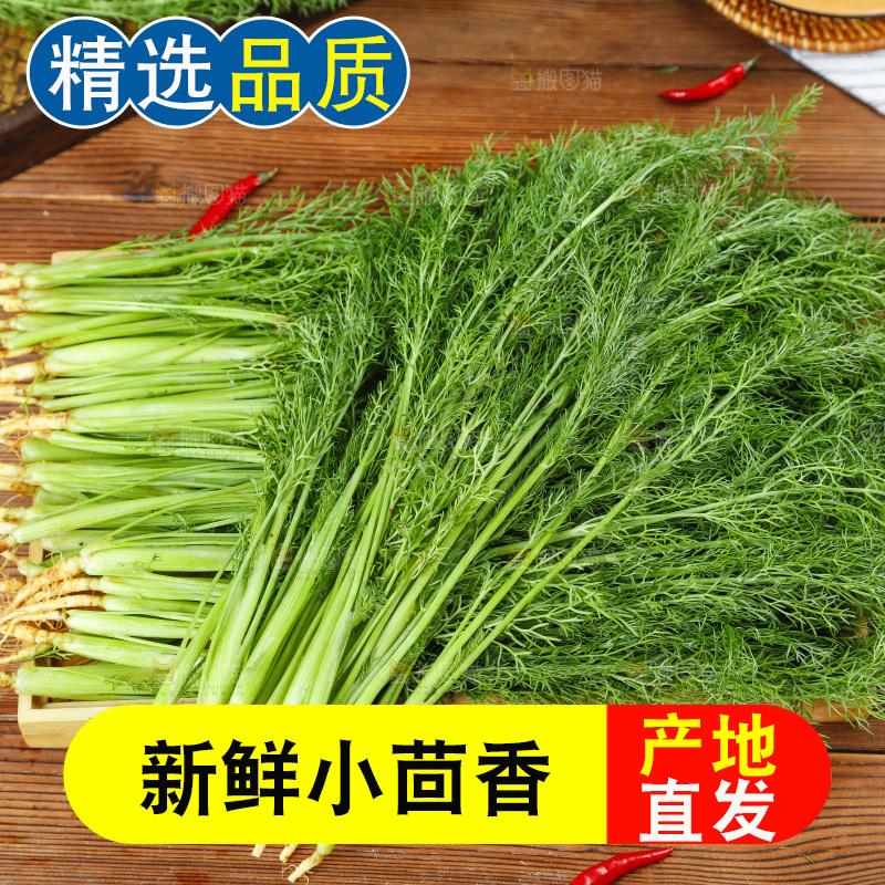 木板上的土茴香