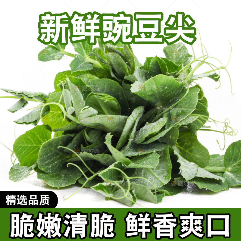 白底上摆放着新鲜豌豆苗