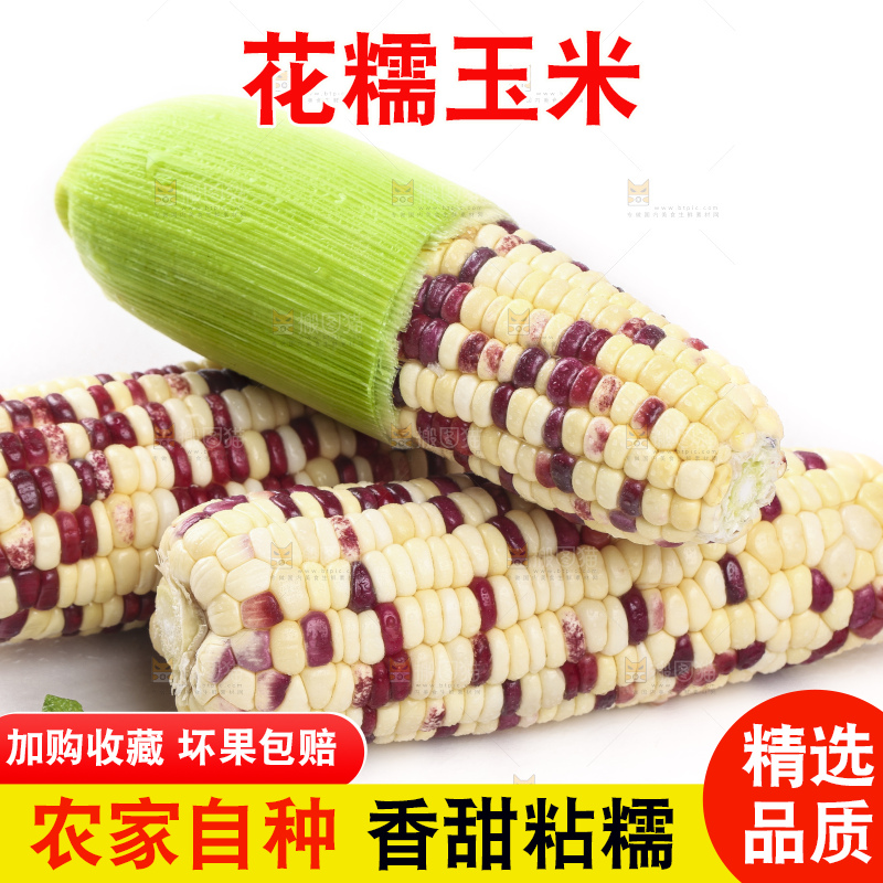 剥皮的花糯玉米放在白底上