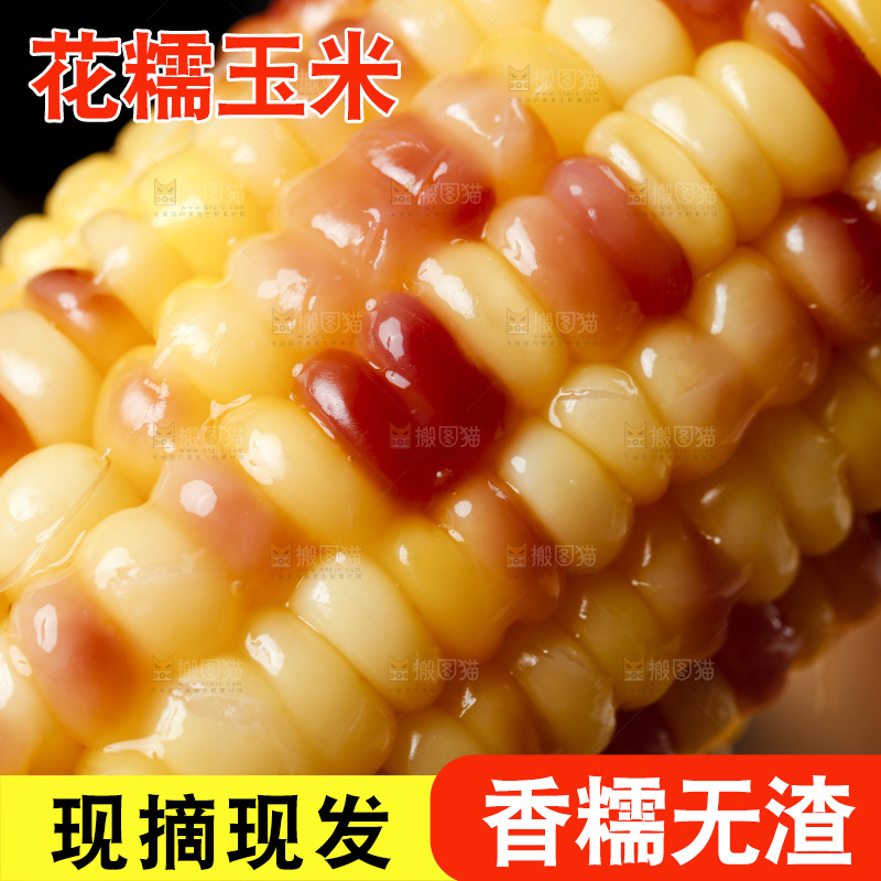 木底上的湖北花糯玉米