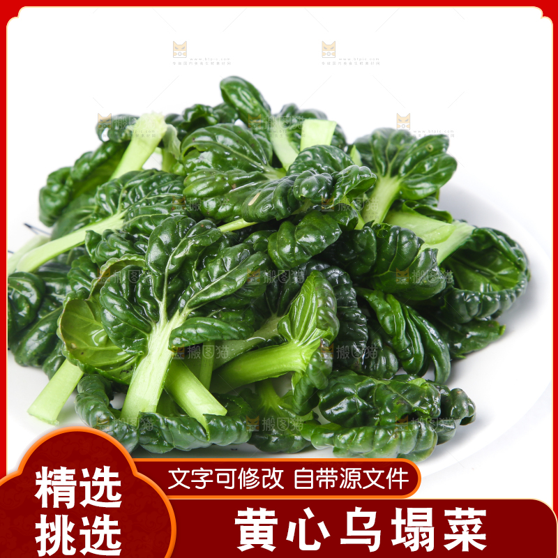 白底上的菊花菜