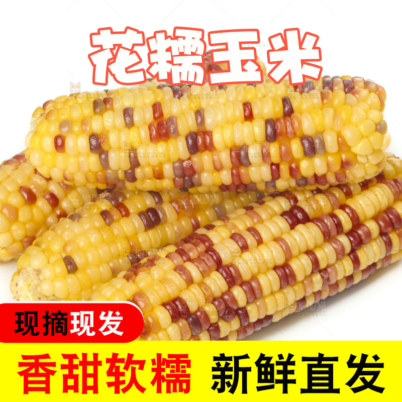 蒸熟的花糯玉米放在白底上