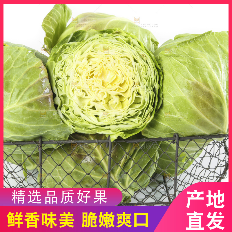 框子里的绿甘蓝