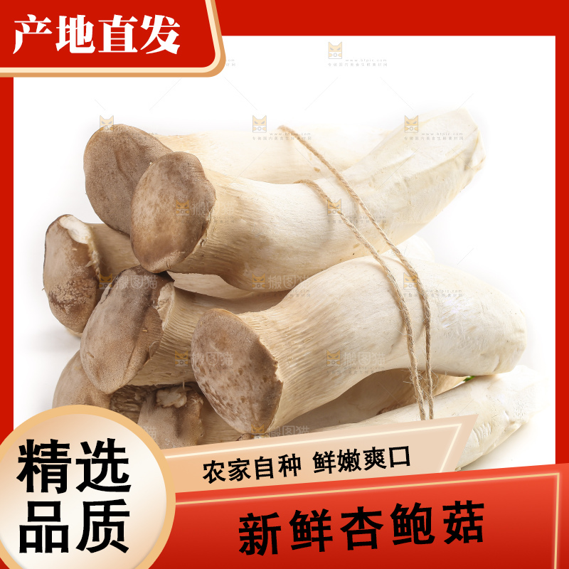 白底上放着一捆新鲜杏鲍菇