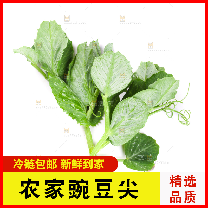 白底上摆放着新鲜豌豆苗