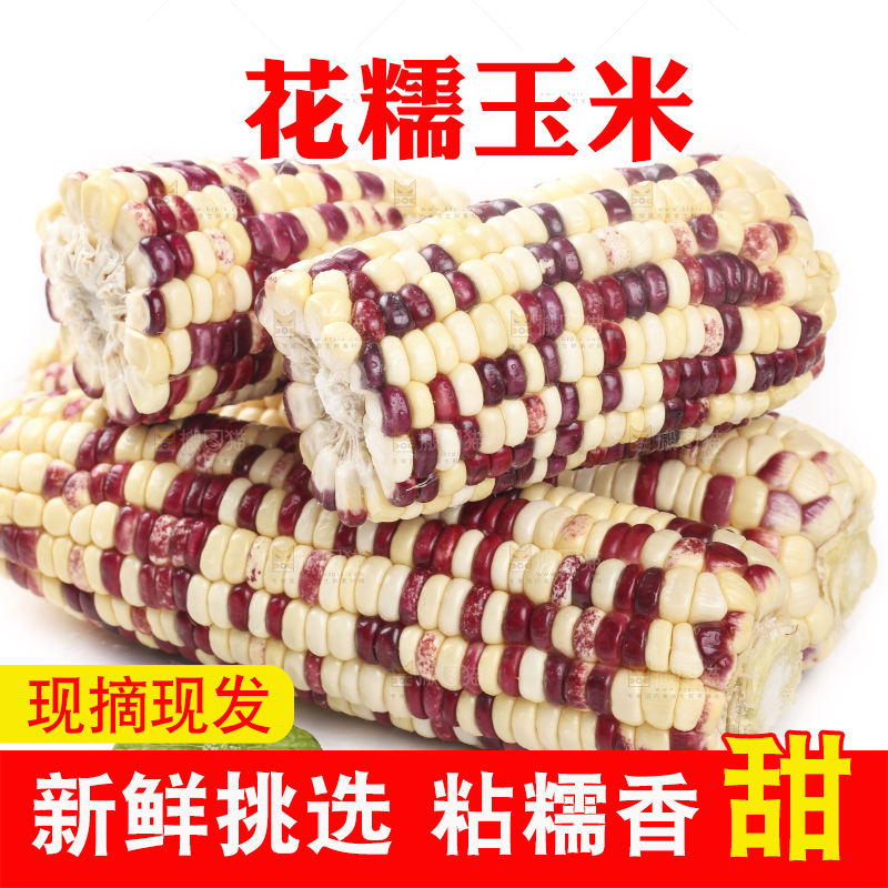 切开的花糯玉米放在白底上
