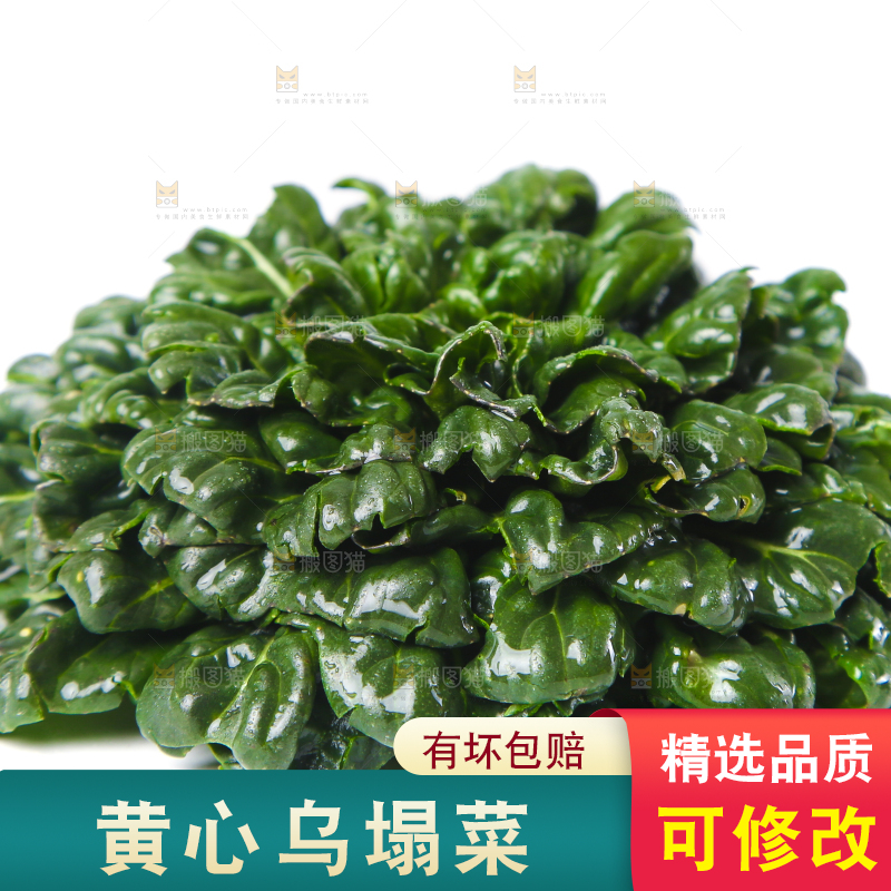 白底上的菊花菜