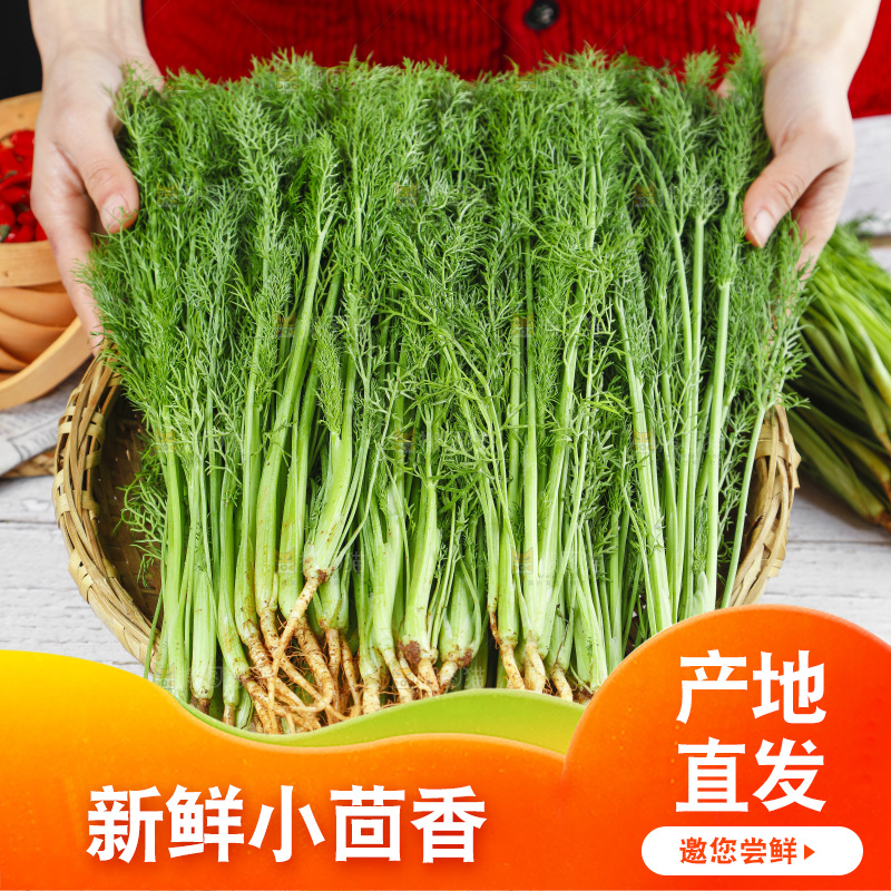 木底上的小茴香菜