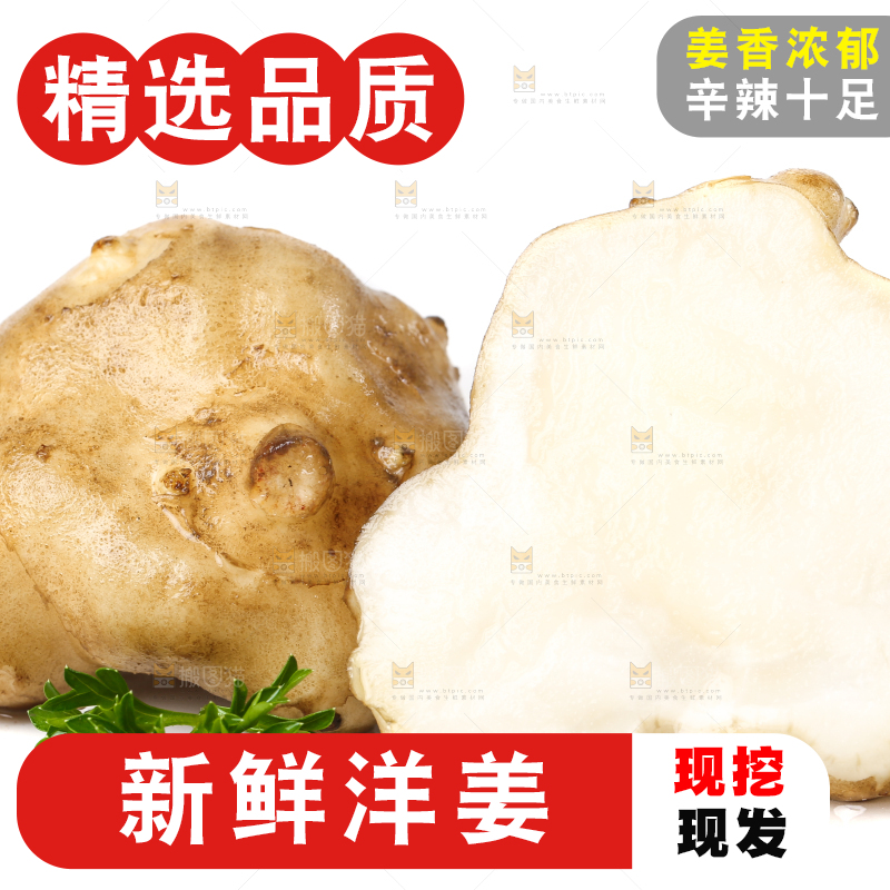 白底上的陕北高原洋姜