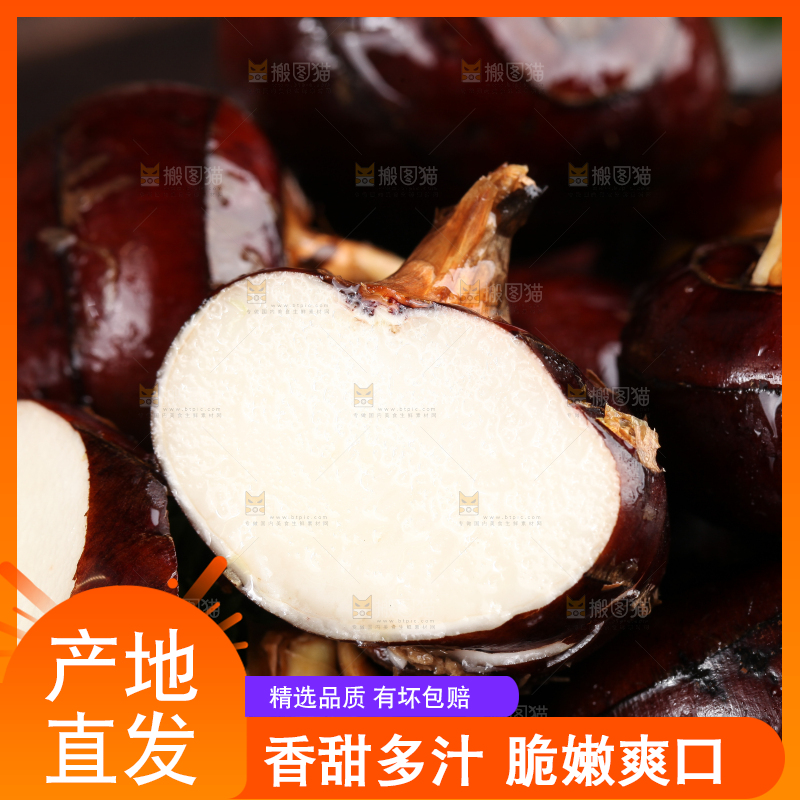 深底上的广西荔浦马蹄