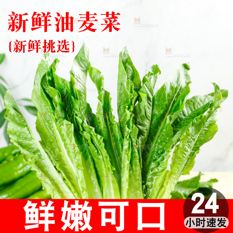手里拿着米香油麦菜