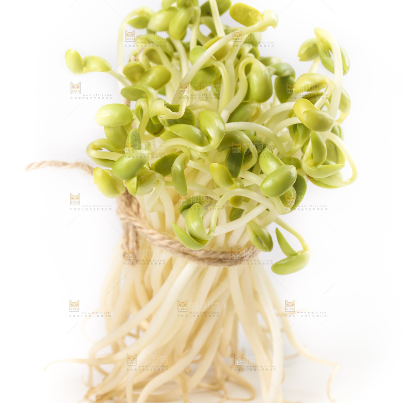 白底上的豆芽