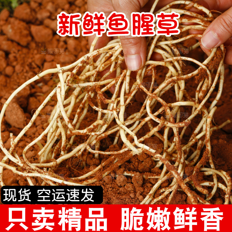 手拿鱼腥草