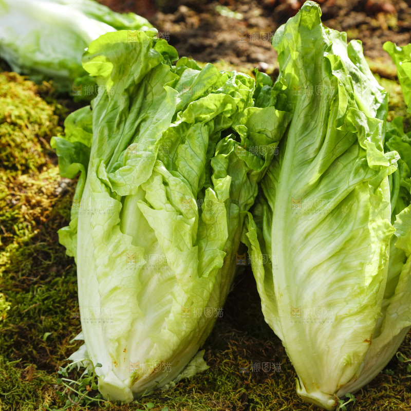 草地上放着大叶生菜