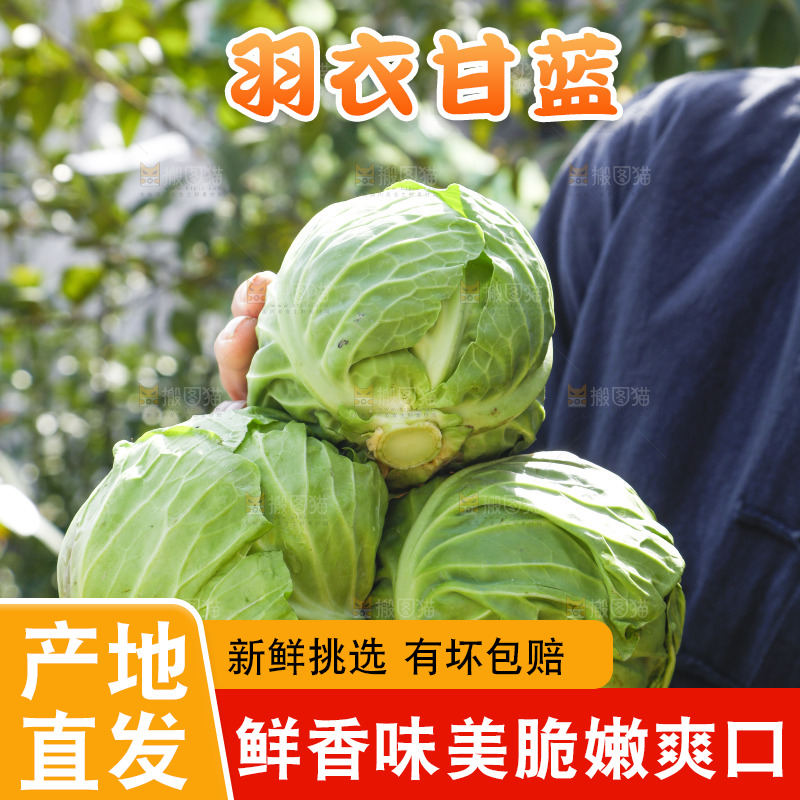 手里拿着包菜