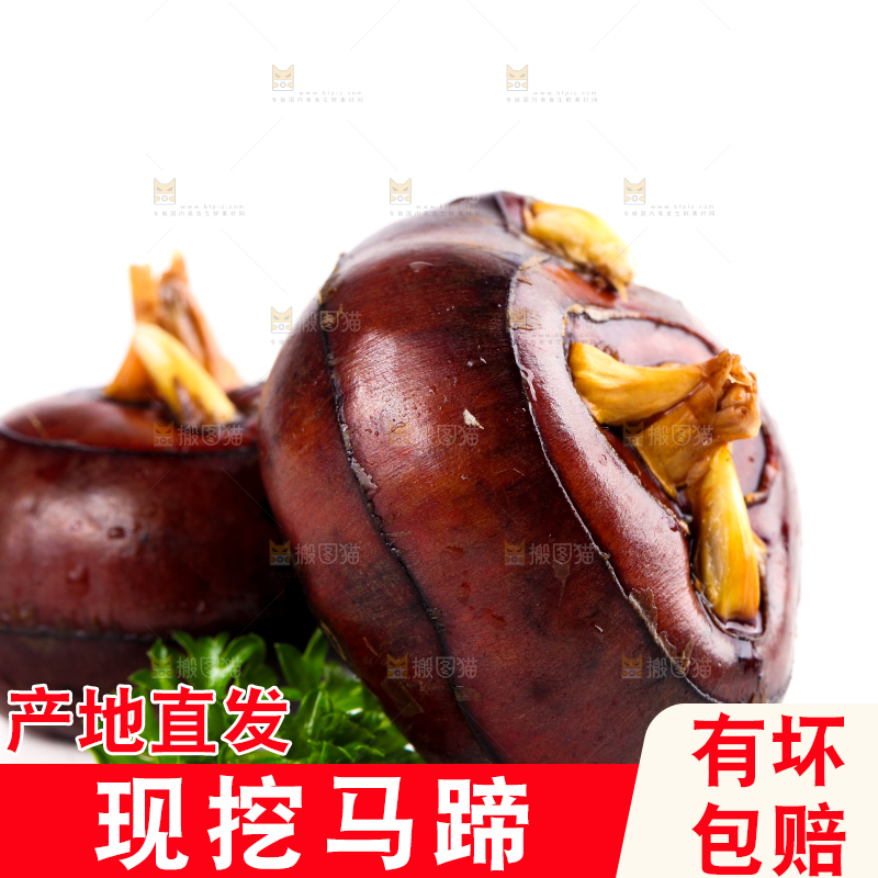 白底上摆放着乐昌北乡马蹄