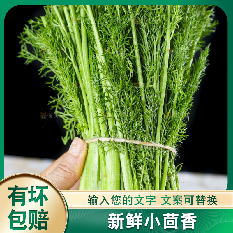 手里拿着小茴香