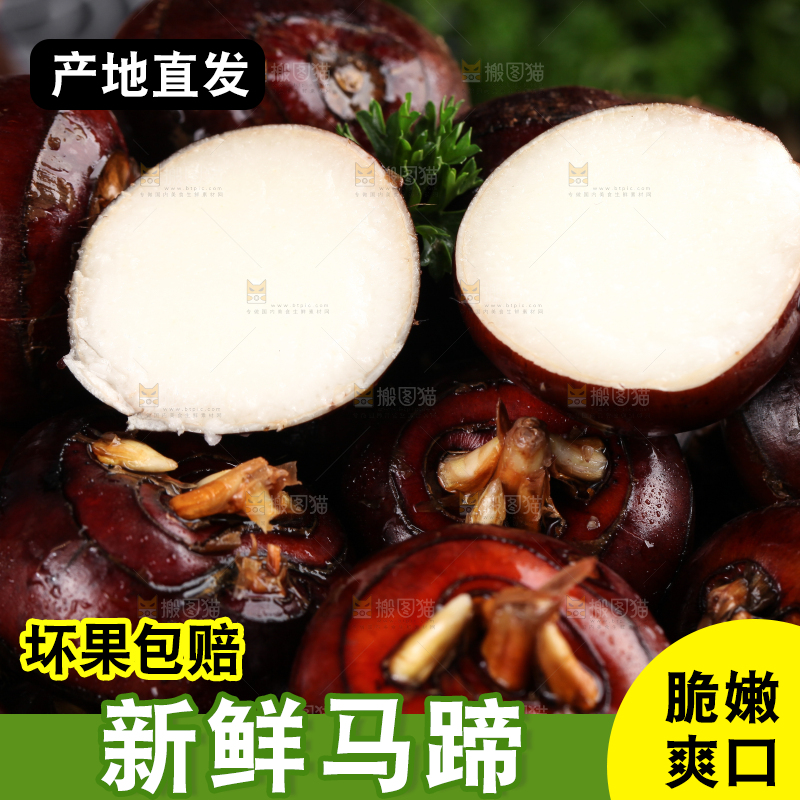 深底上的广西荔浦马蹄