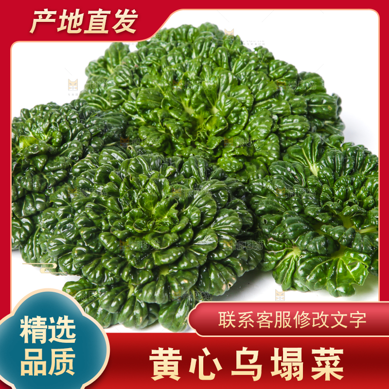 白底上的菊花菜