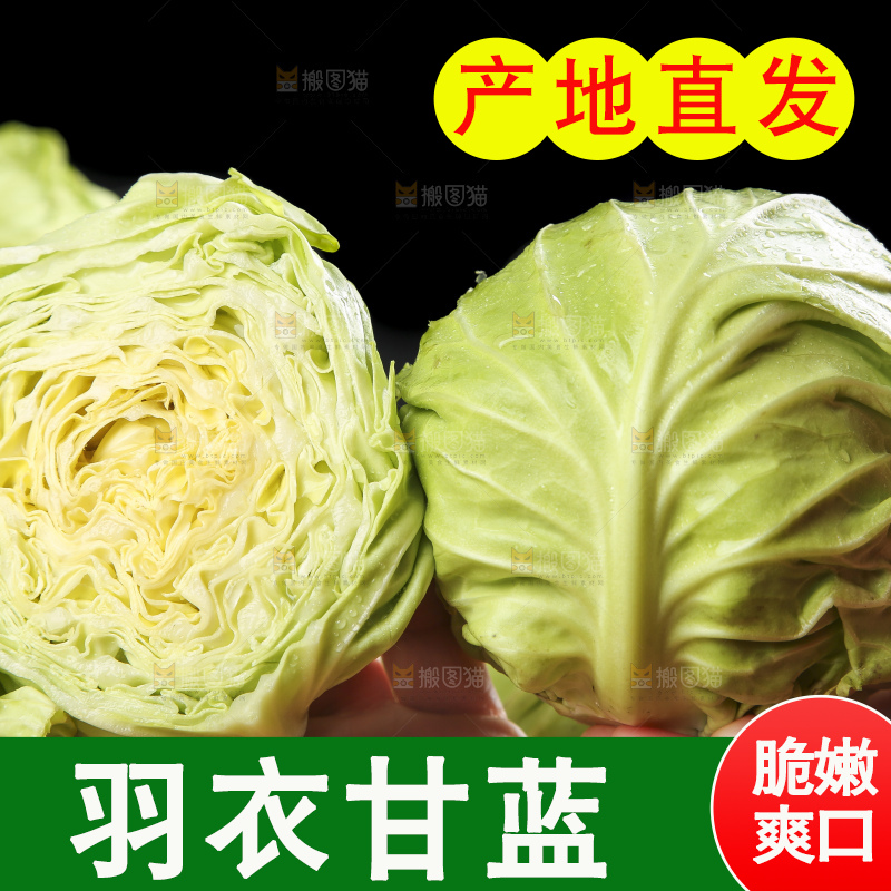 手里拿着洋白菜