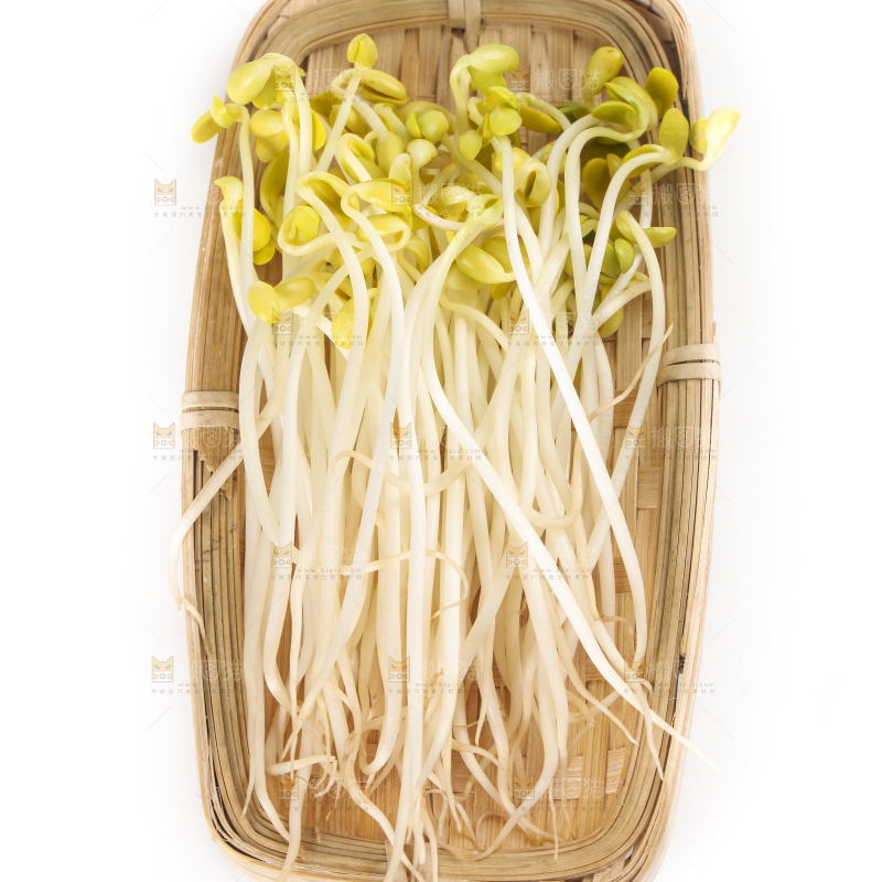 白底上的豆芽