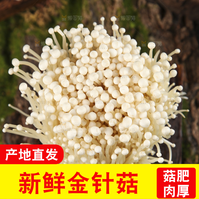 木底上的冬菇