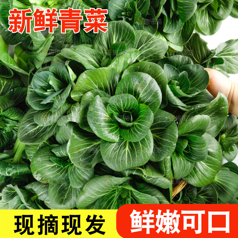 白底上的绿叶菜