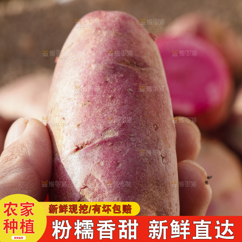 土地上放着红心土豆