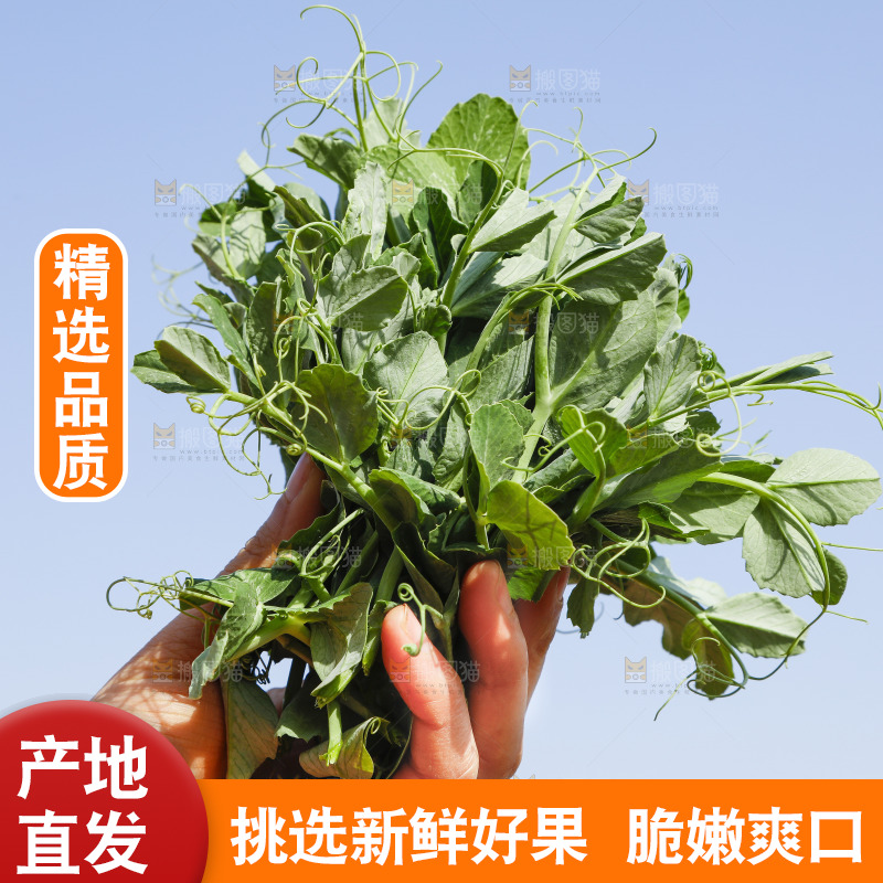 手里拿着豌豆苗