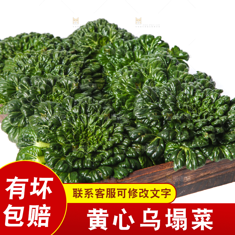 白底上的菊花菜