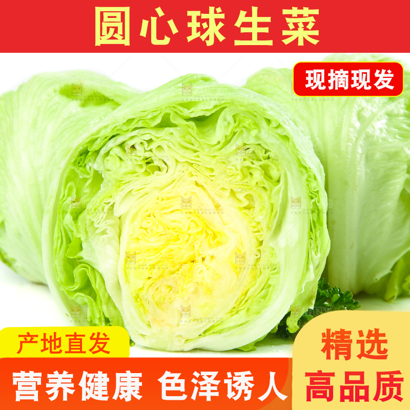 白底上的新鲜生菜