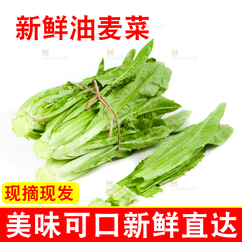 白底上的香麦菜