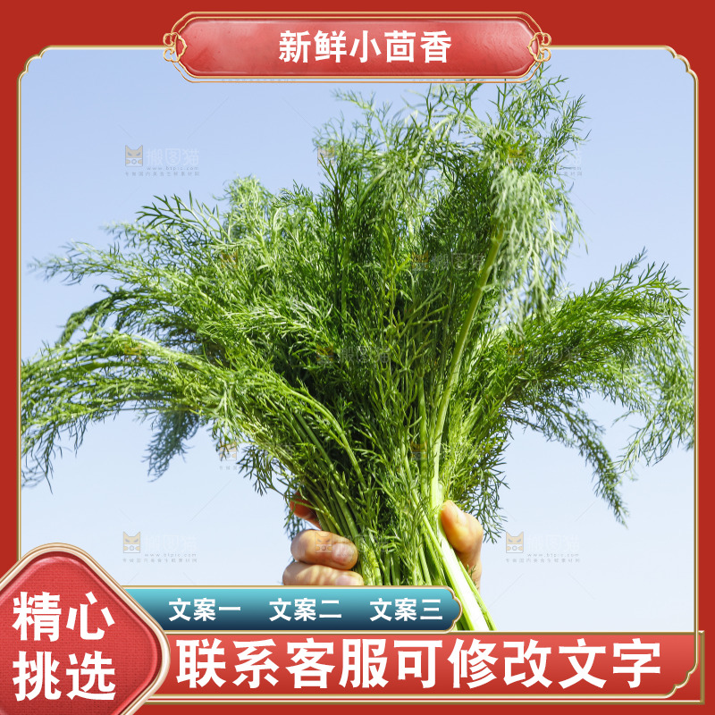 手里拿着小茴香
