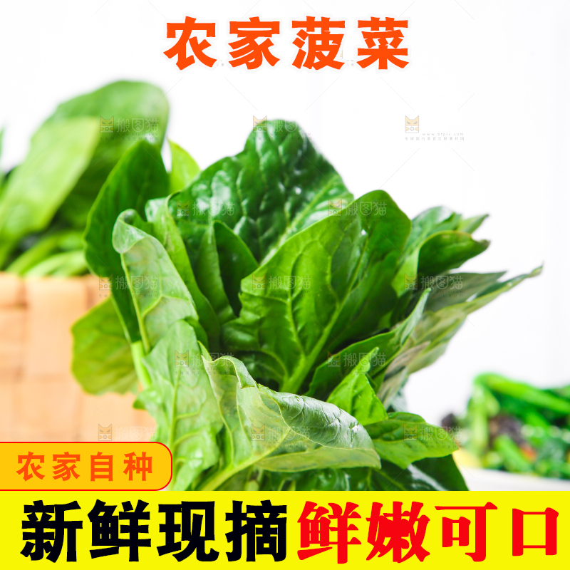 白格子底上的嫩菠菜