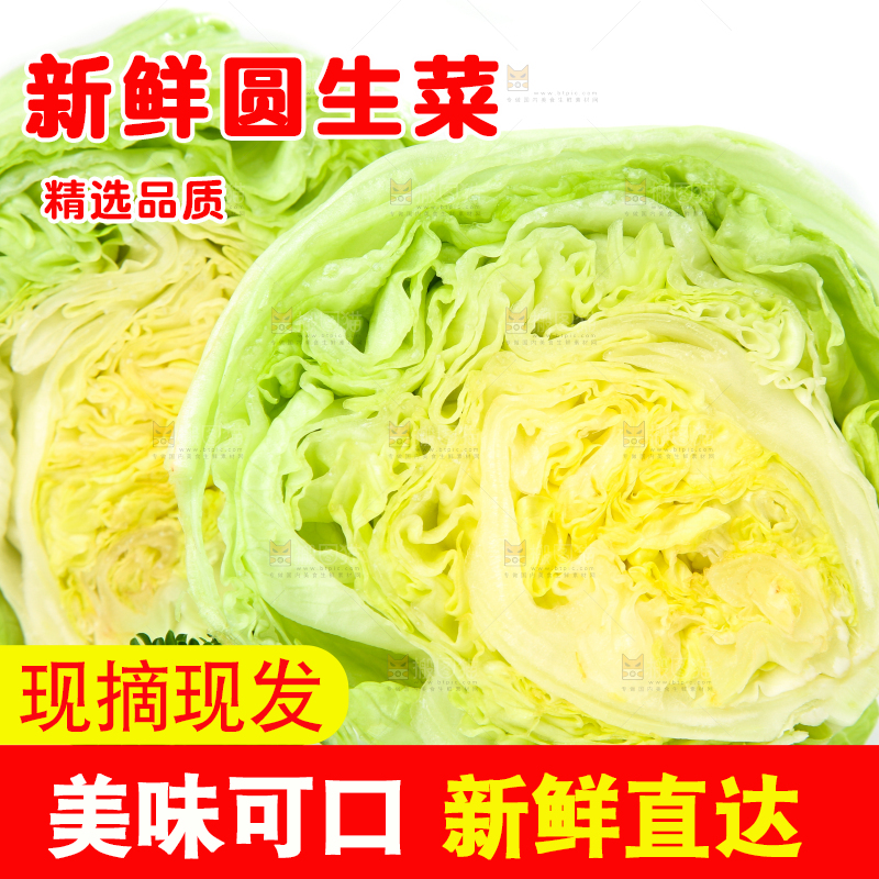 白底上的新鲜生菜