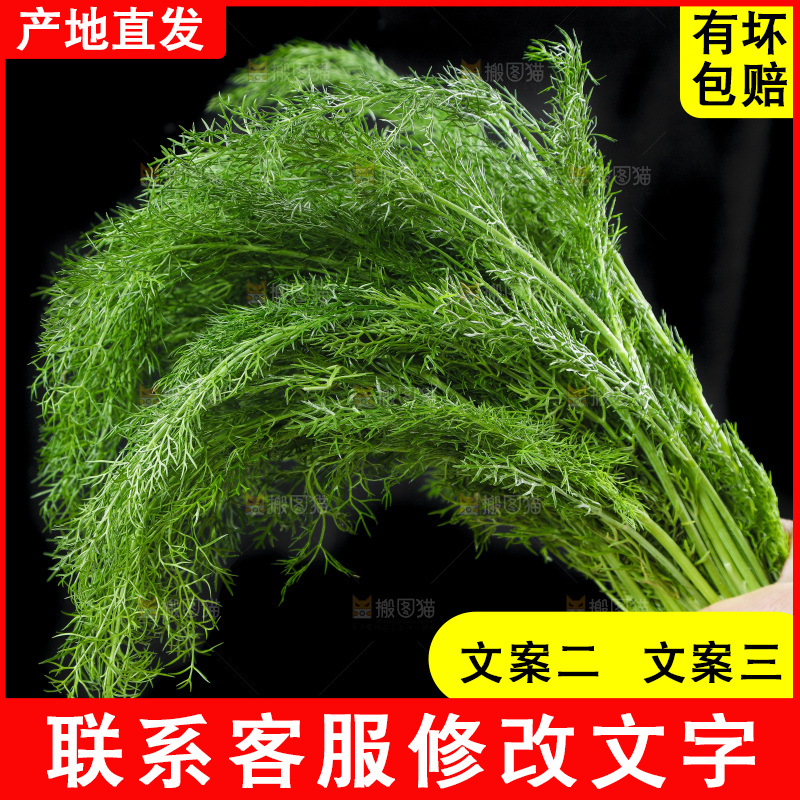 手里拿着小茴香