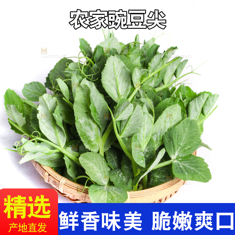 白底上摆放着新鲜豌豆苗
